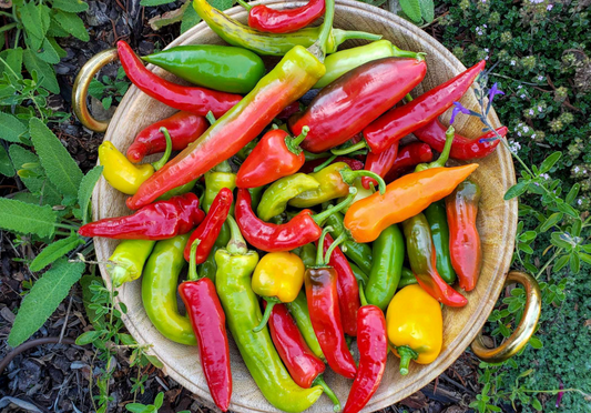 Growing Peppers 101