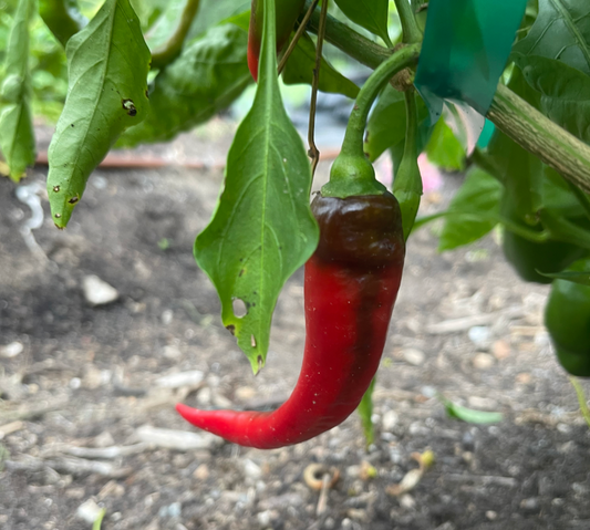 North Carolina Hot Sauce With a Community Kick